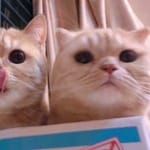 Valeria Mendoza avatar